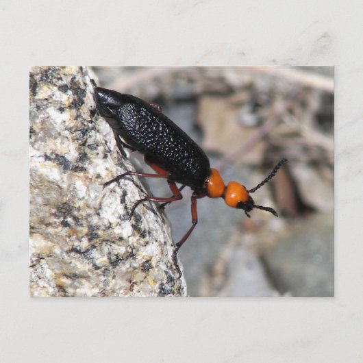 Master Blister Beetle Briefkaart (Voorkant)