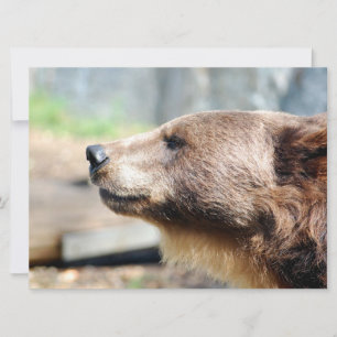 Master Bruin