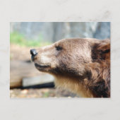 Master Bruin Briefkaart (Voorkant)