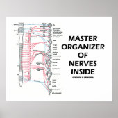 Master Organisator van zenuwen binnen (zenuwstelse Poster (Voorkant)