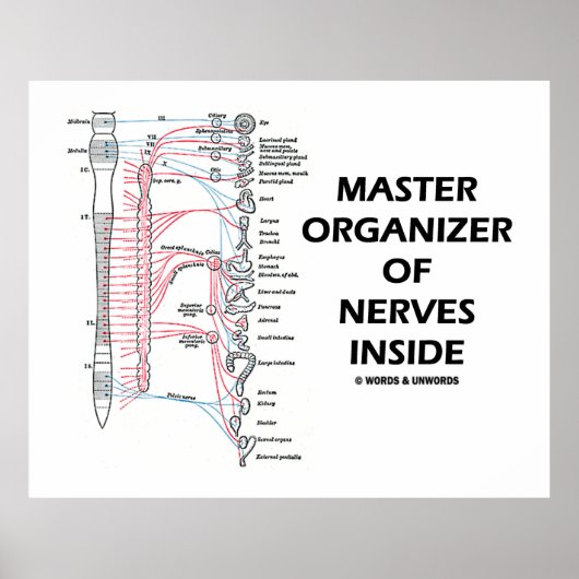 Master Organisator van zenuwen binnen (zenuwstelse Poster (Voorkant)