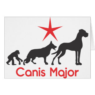 Mastiff Allemand Canis Major