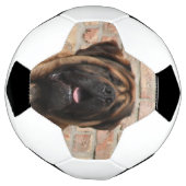 Mastiff anglais (Tourné)