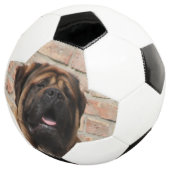 Mastiff anglais (3/4)