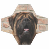 Mastiff anglais (Plat)