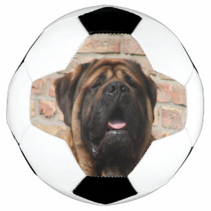 Mastiff anglais