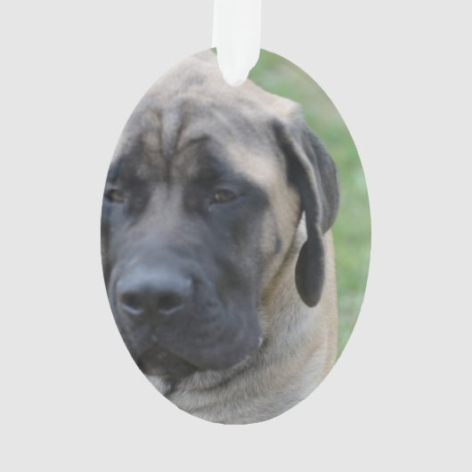 Mastiff anglais mignon (dos)