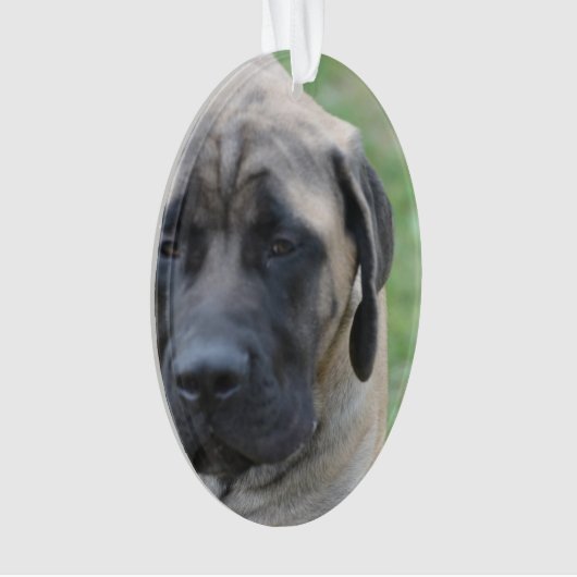 Mastiff anglais mignon (devant)