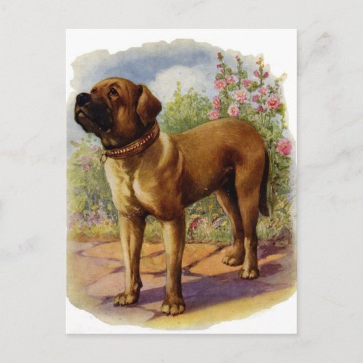 Mastiff Briefkaart (Voorkant)