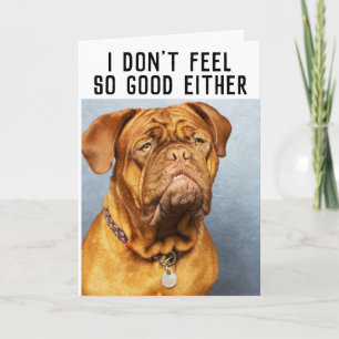 MASTIFF DOG FUNNY KRIJGT GOEDE KAARTEN
