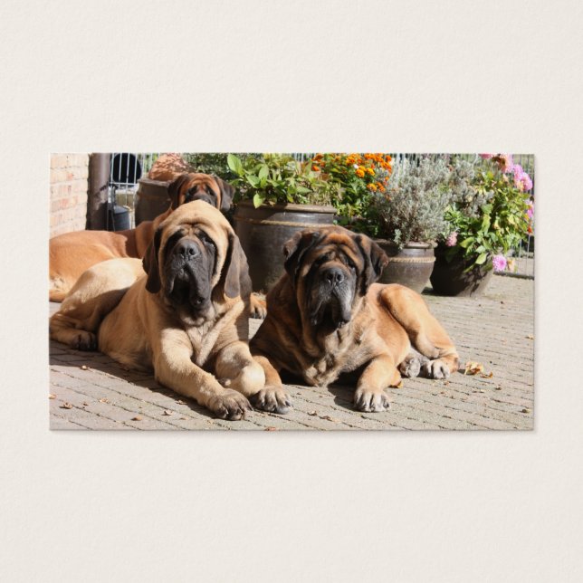 Mastiff Dogge Vatertag (Devant)