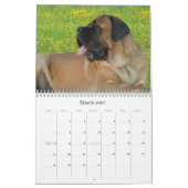 Mastiff Kalender (Mar 2027)