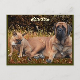 Mastiff mit französischer Bulldogge Postkarte Briefkaart