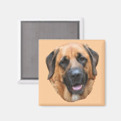 Mastiff Mix Dog Magnet (Recto/Verso)