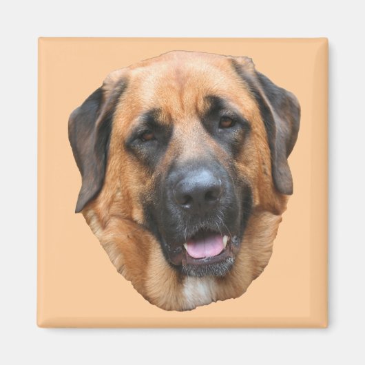Mastiff Mix Dog Magnet Magneet (Voorkant)