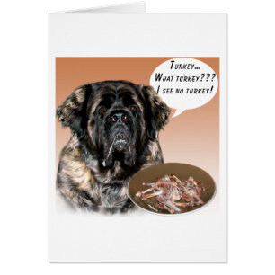 Mastiff (pluizig) Turkije