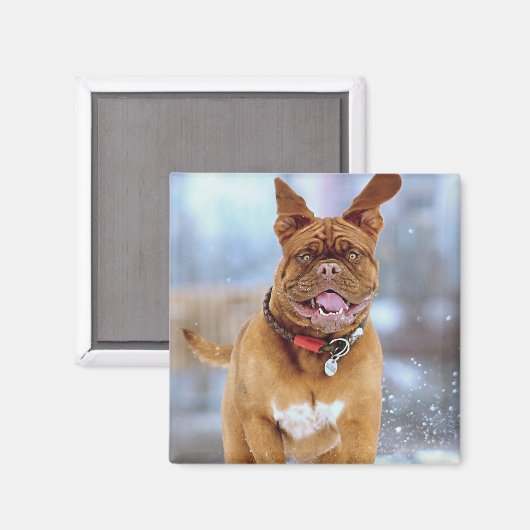 Mastiff Plus Magneet (Voorkant / Achterkant)