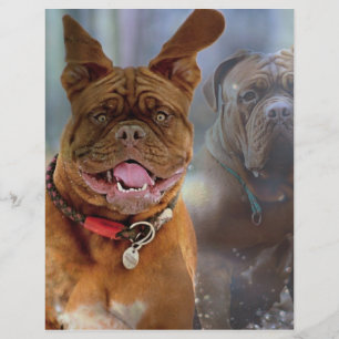 Mastiff Plus-papier