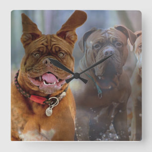 Mastiff Plus Vierkante Klok