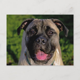 Mastiff Smile Briefkaarten