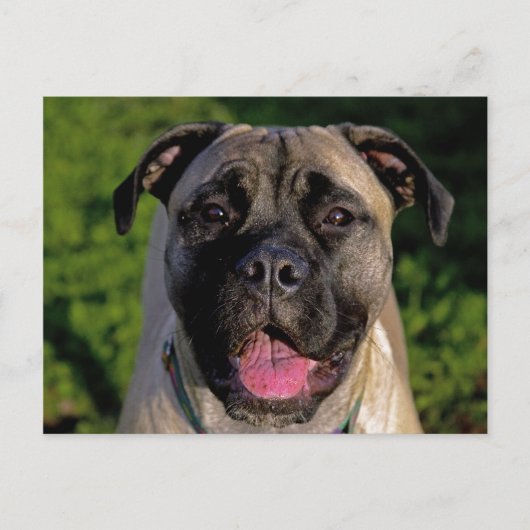 Mastiff Smile Briefkaarten (Voorkant)