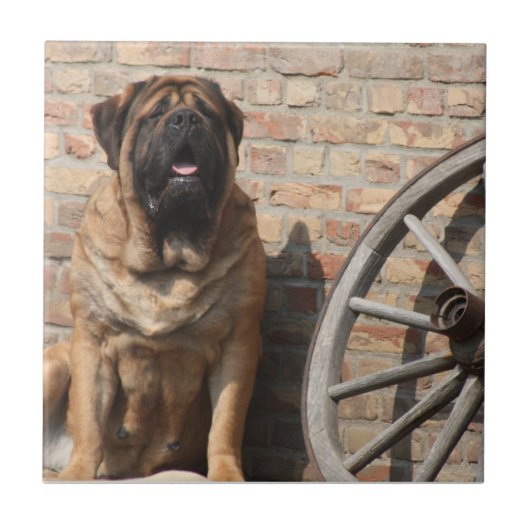 Mastiff  Urlaub English Mastiff Tegeltje (Voorkant)