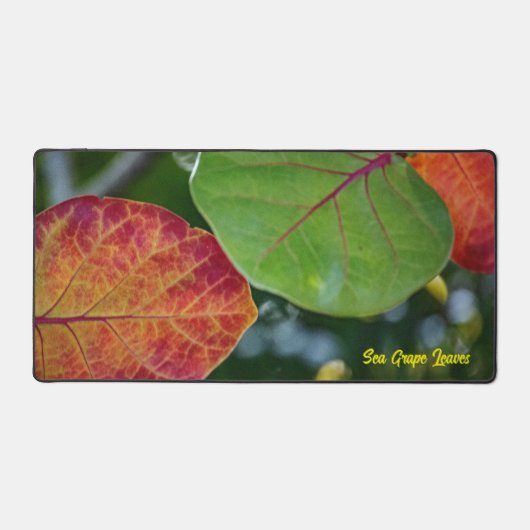 Mat à feuilles de raisin de mer (Recto)