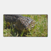 Mat du bureau de Lizard bleu à dos blanc australie (Recto)