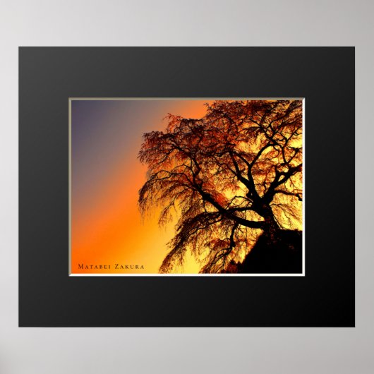 Matabei-Zakura: ijsboom Poster (Voorkant)