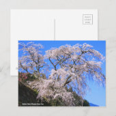 Matabei-Zakura Weeping Cherry Tree (Briefkaart) Briefkaart (Voorkant / Achterkant)