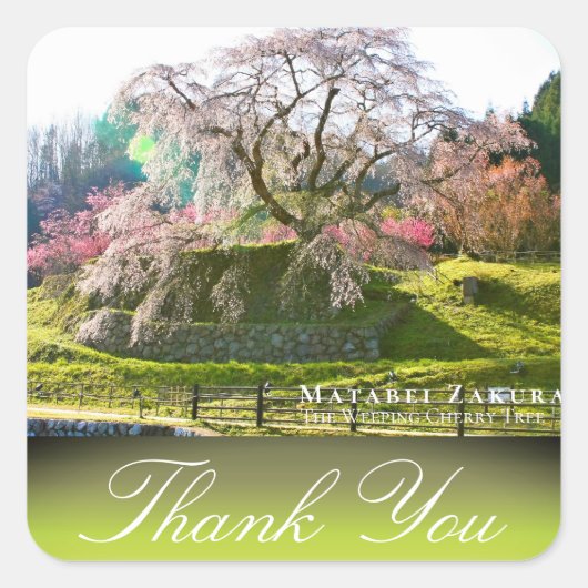 Matabei-Zakura: Weeping Cherry Tree Vierkante Sticker (Voorkant)