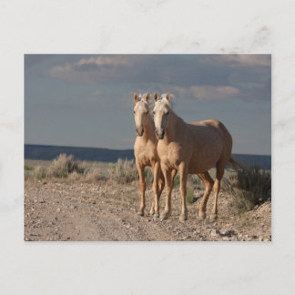 Matched Palominos Briefkaart