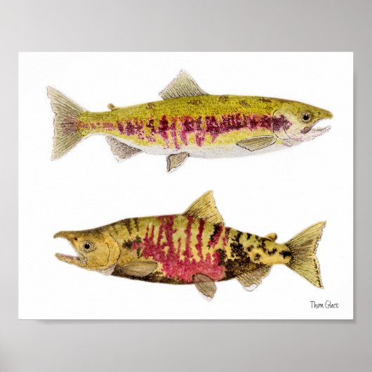 Mated Pair of Chum Salmon Poster (Voorkant)