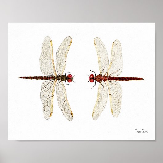 Mated Pair of Variegated Meadowhawks waterverf ar Poster (Voorkant)