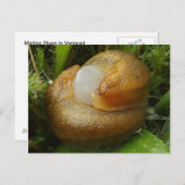 Maten Briefkaart (Voorkant / Achterkant)