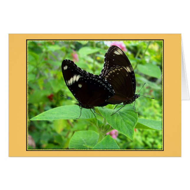 Maten Dance (Voorkant Horizontaal)