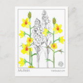 Materia Medica Mullein Medicinal Herb Study Kaart (Voorkant)