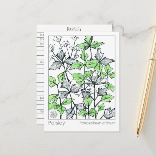 Materia Medica peterselie Spice Herbal Study Kaart (Voorkant / Achterkant in situ)