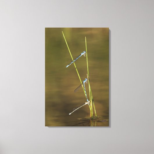 Mating Damselflies Canvas Afdruk (Voorkant)
