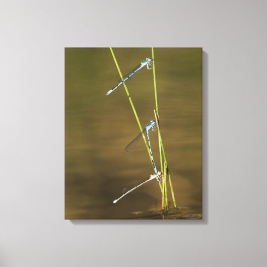 Mating Damselflies Canvas Afdruk (Voorkant)