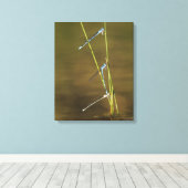 Mating Damselflies Canvas Afdruk (Insitu (Houten vloer))