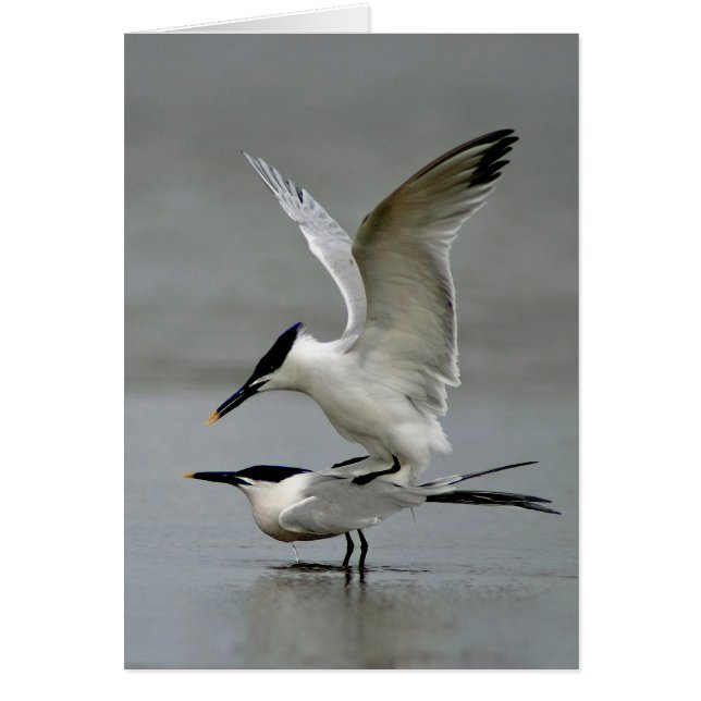Mating Sandwich Terns (Voorkant)
