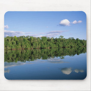 Mato Grosso staat, Amazone, Brazilië. Bebost Muismat