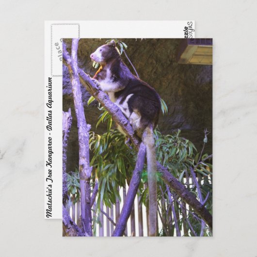 Matschie's Tree Kangaroo Briefkaart (Voorkant / Achterkant)