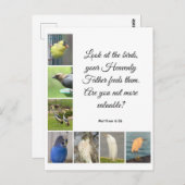 Matthew 6:26 Briefkaart (Voorkant / Achterkant)