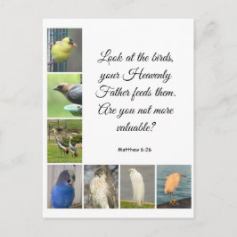 Matthew 6:26 Briefkaart