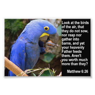 Matthew 6:26 met Blue Macaw Foto Afdruk