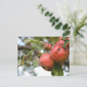 Matthew 7:7-8 Apple Carte Postale (Debout devant)