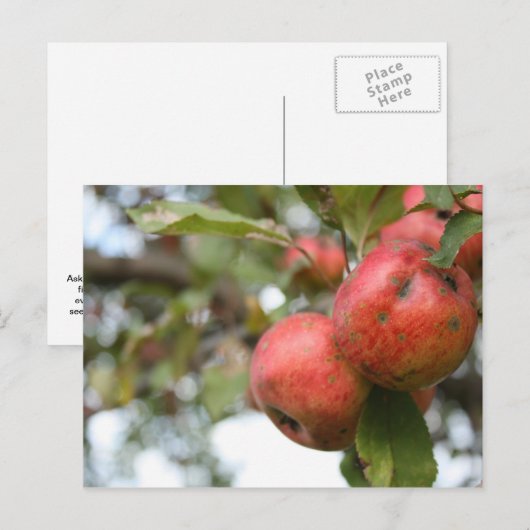 Matthew 7:7-8 Apple Carte Postale (Devant / Derrière)