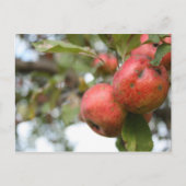 Matthew 7:7-8 Apple Carte Postale (Devant)